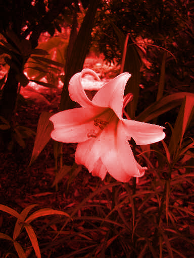 File:Lilium formosanum var pricei red.jpg