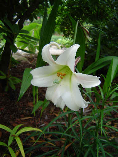 File:Lilium formosanum var pricei.jpg